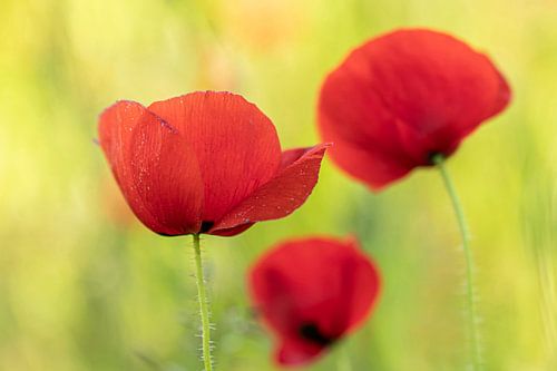 Coquelicots sur D. Henriquez