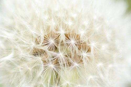 Paardenbloem Pluisjes | Kern | Natuurfotografie