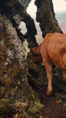 Mysteriöser Fanalwald mit Nebel und Kühen