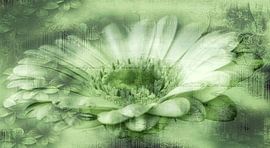 Gerbera grün, mit Text von Rietje Bulthuis