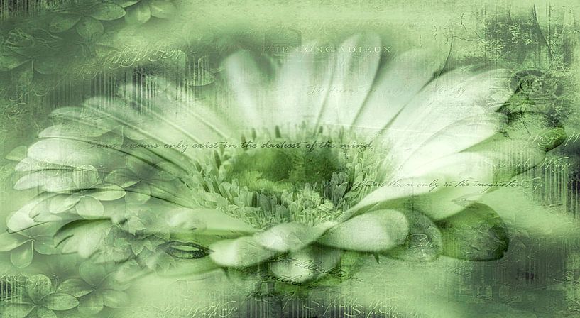 Gerbera vert, avec du texte par Rietje Bulthuis