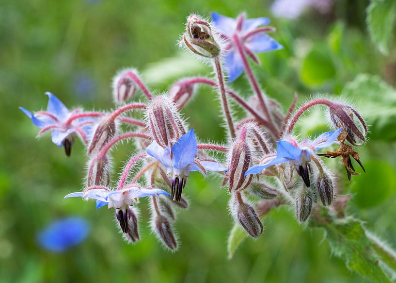 Borage (Borago officinalis) van Alexander Ludwig