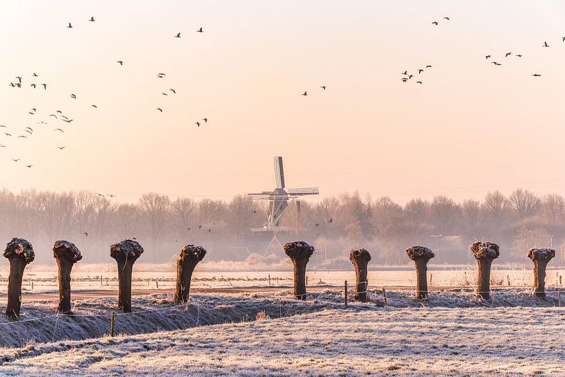 Molen en knotwilgen van Marga Vroom