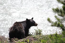 zwarte beer von Jop Fotografie