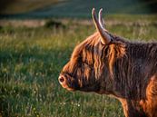 Schotse hooglander in avondzon van Jan Poppe thumbnail