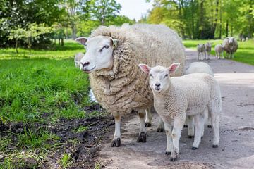 Moeder schaap en lam  staan op weg in natuur van Ben Schonewille