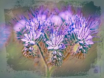 Phacelia van Rob Boon