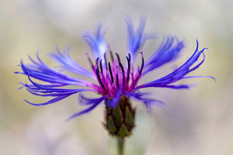 Cornflower by Rob Boon