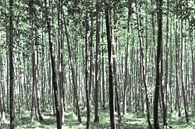 Schöner Wald von Miranda van Hulst Miniaturansicht