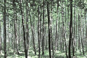 Une belle forêt sur Miranda van Hulst