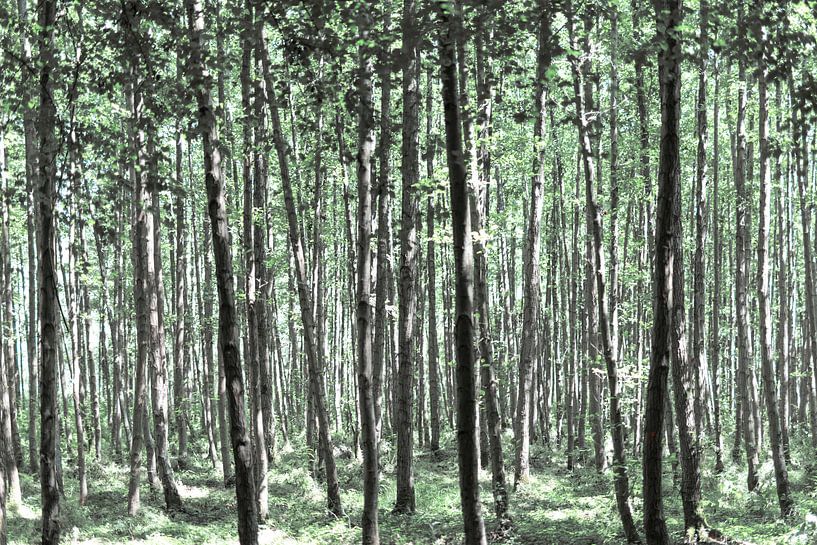 Une belle forêt par Miranda van Hulst