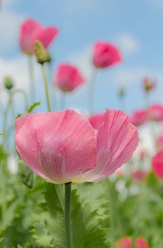 Papaverbloem in roze