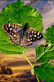 Schmetterling von Lucas De Beleyr