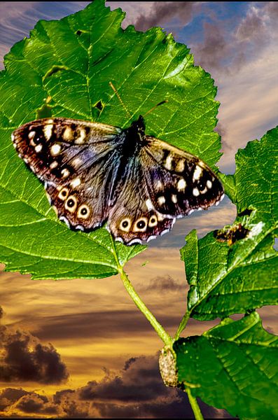 Schmetterling von Lucas De Beleyr
