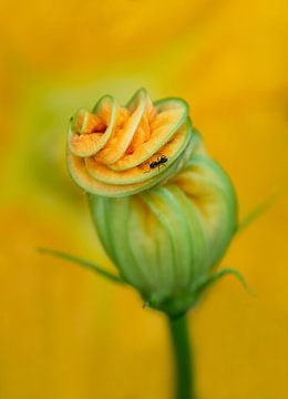 Courgette flower with ant