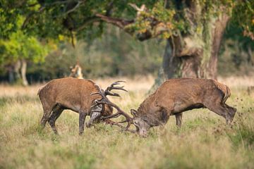 Red deer by Harry Punter