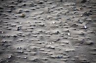 stranded on the beach by Ed Dorrestein thumbnail