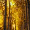 Pfad in einem Buchenwald an einem frühen Herbstmorgen von Sjoerd van der Wal