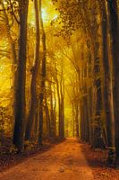 Pad door het Speulderbos tijdens een mooie herfst ochtend