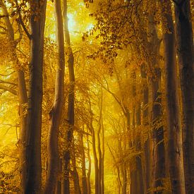 Path in a beech tree forest during an early fall morning by Sjoerd van der Wal Photography