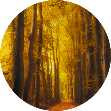 Pad door het Speulderbos tijdens een mooie herfst ochtend