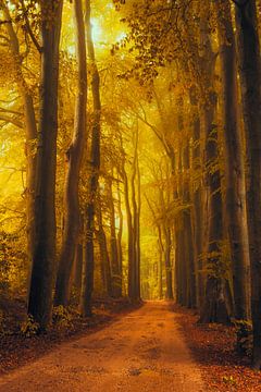 Pfad in einem Buchenwald an einem frühen Herbstmorgen von Sjoerd van der Wal
