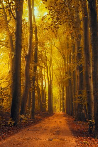 Pad door het Speulderbos tijdens een mooie herfst ochtend
