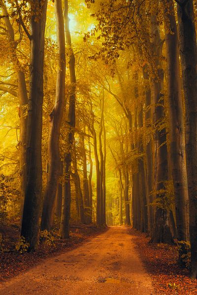 Pad door het Speulderbos tijdens een mooie herfst ochtend van Sjoerd van der Wal Fotografie