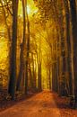 Pad door het Speulderbos tijdens een mooie herfst ochtend van Sjoerd van der Wal Fotografie thumbnail