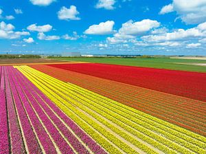Tulpen auf Feldern im Frühling von oben gesehen