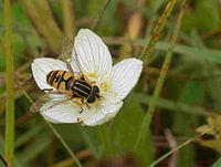Honigbiene auf Blüte