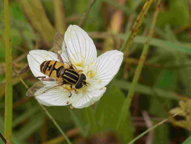 Abeille à miel sur une fleur par Huub Westendorp
