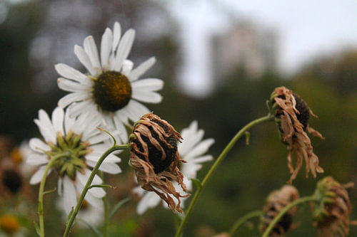 Bloemen in de herfst
