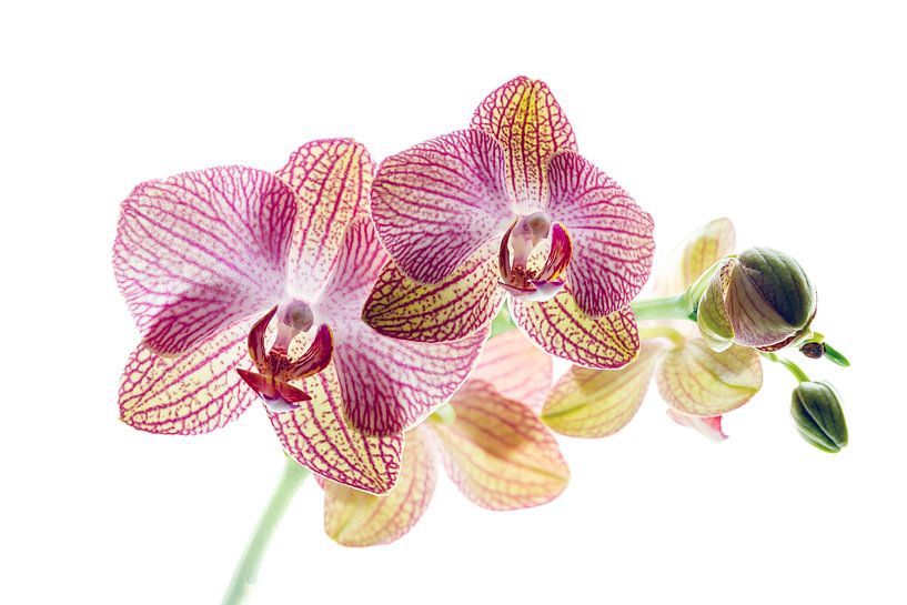 Orchideenblüte von Roland Brack