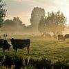 koeien in de mist van Annemieke van der Wiel