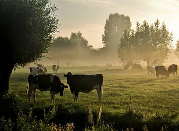 vaches dans le brouillard sur Annemieke van der Wiel