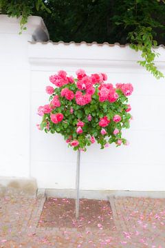 Rosebush, Wall