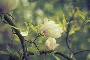 Magnolia