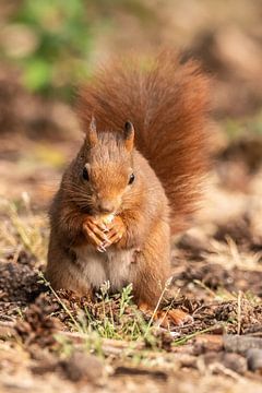 Rode eekhoorn van Henk Roosing