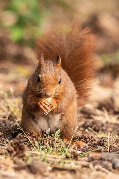 Red squirrel by Henk Roosing