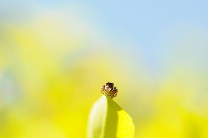 spin on top by wim verrijp