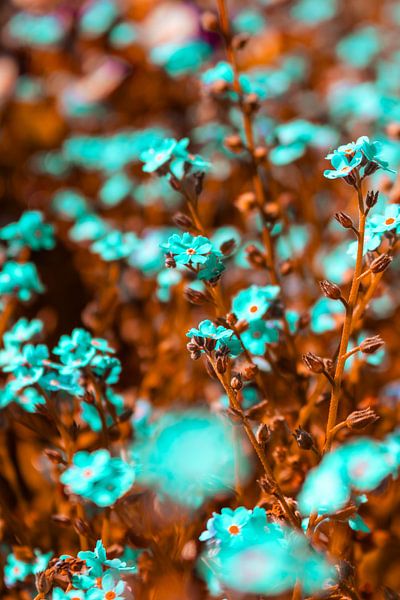 Vergissmeinnicht - Myosotis von Mixed media vector arts