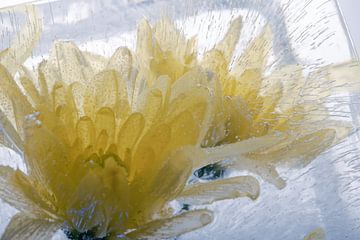 Gele chrysant in ijs 3 van Marc Heiligenstein