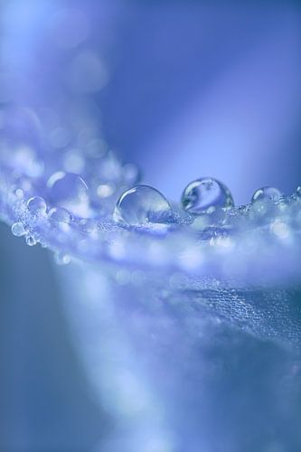 Pastelkleur: Druppels op een hyacint