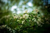 Fleurir dans la forêt