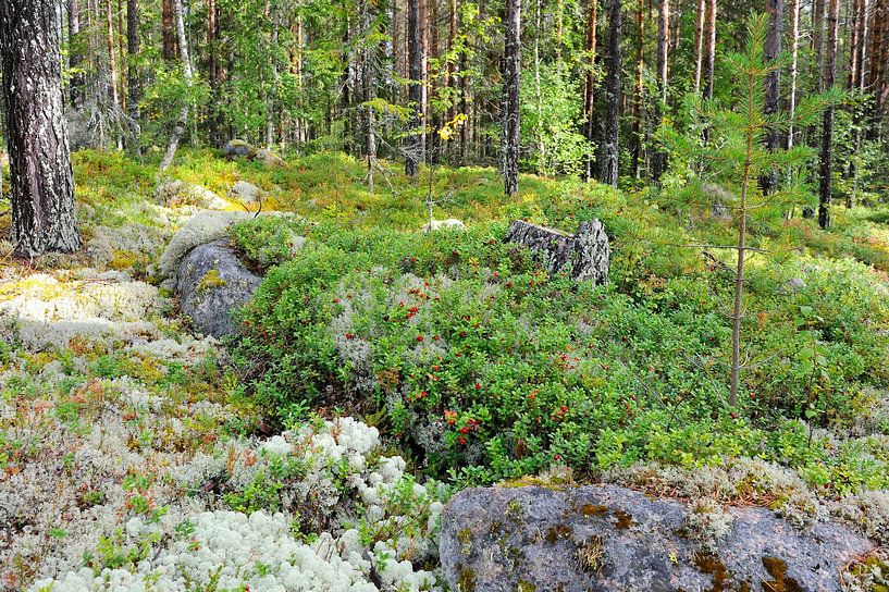 Hamra National Park by Karin Jähne