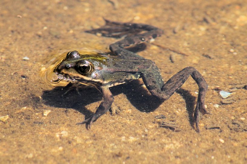 Kikker lekker zonnend von Frouwkje Fotografie