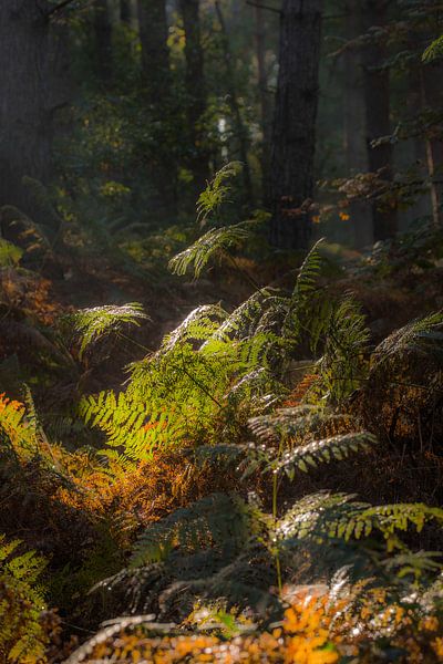 forests by Bart Liesenborgs