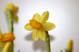 Narcis by Clicksby JB