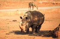 Nashorn